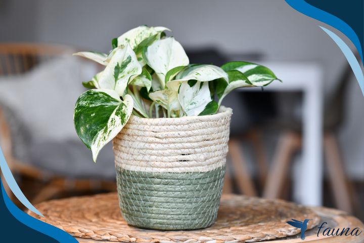 Manjula Pothos