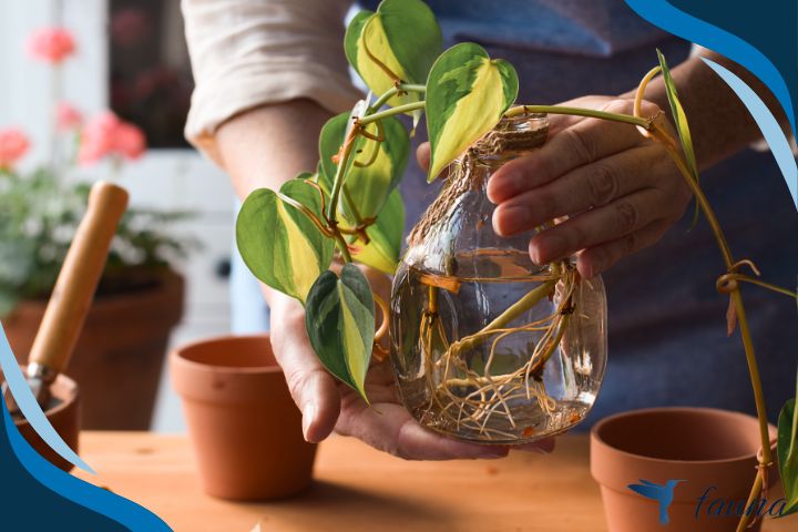 Water Propagation of Pothos