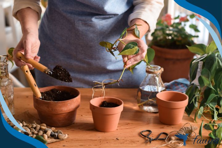 Soil Propagation of Pothos